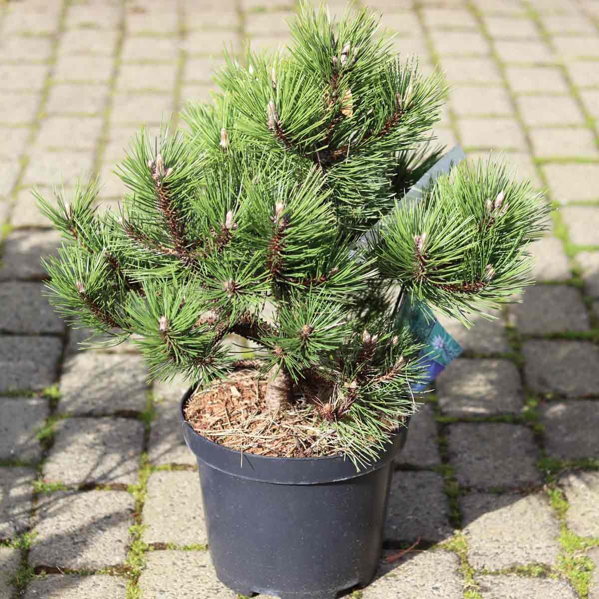 Pinus nigra 'Nana' c7.5 40/+