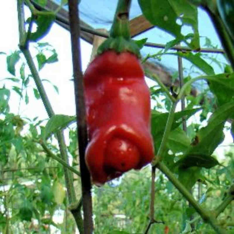 Chiliplante 'Penis Chili' 11,5 cm. pot.