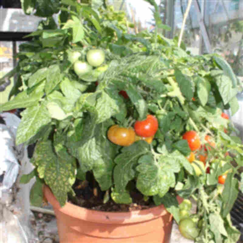 Busktomat - Tomatplante - Lycopersicum 'Totem'