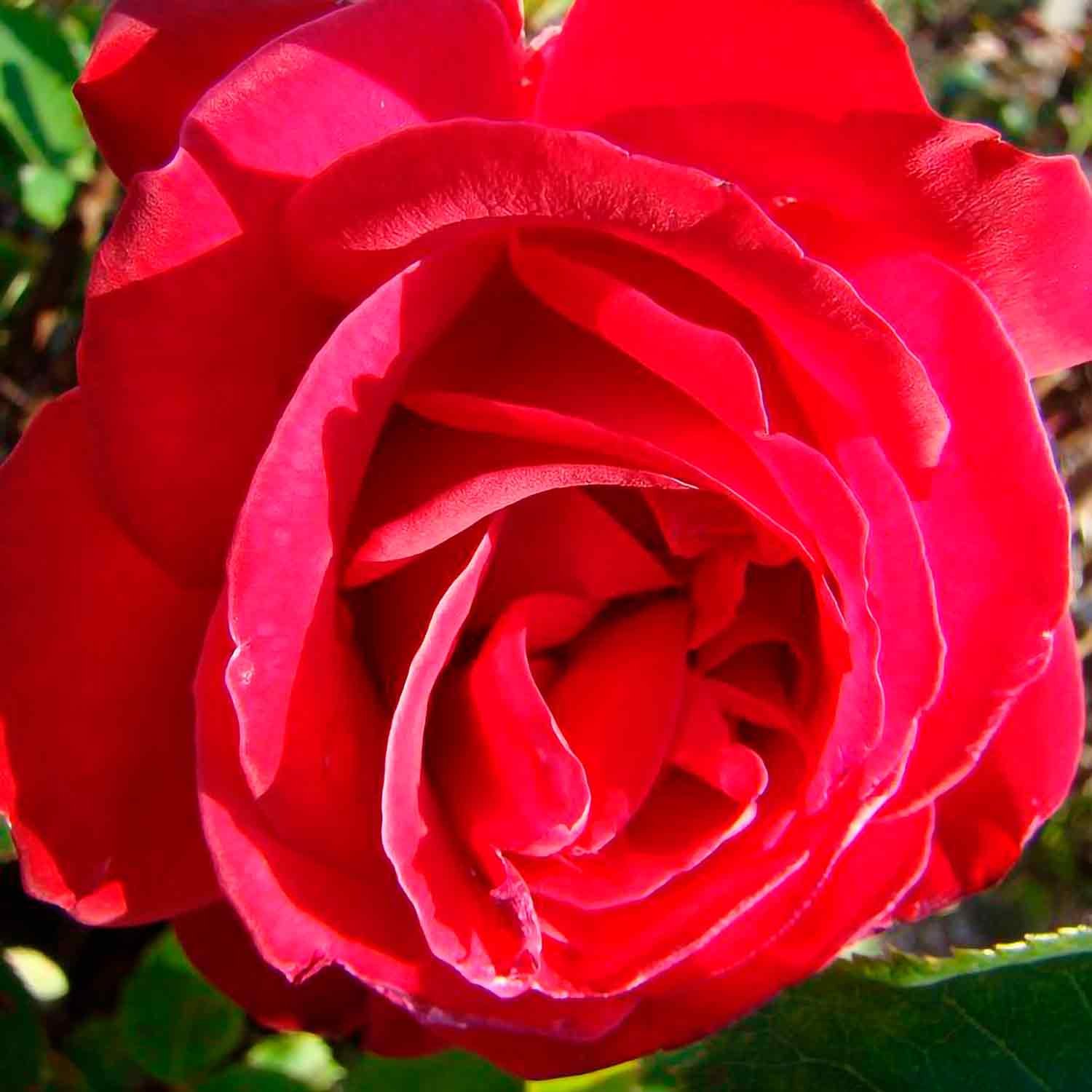 Rose 'Dame de Coeur'