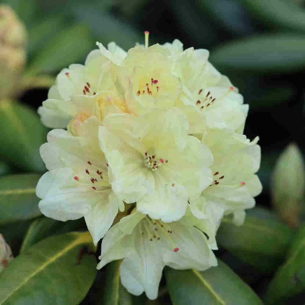 Rhododendron 'Bohlkens Laura'