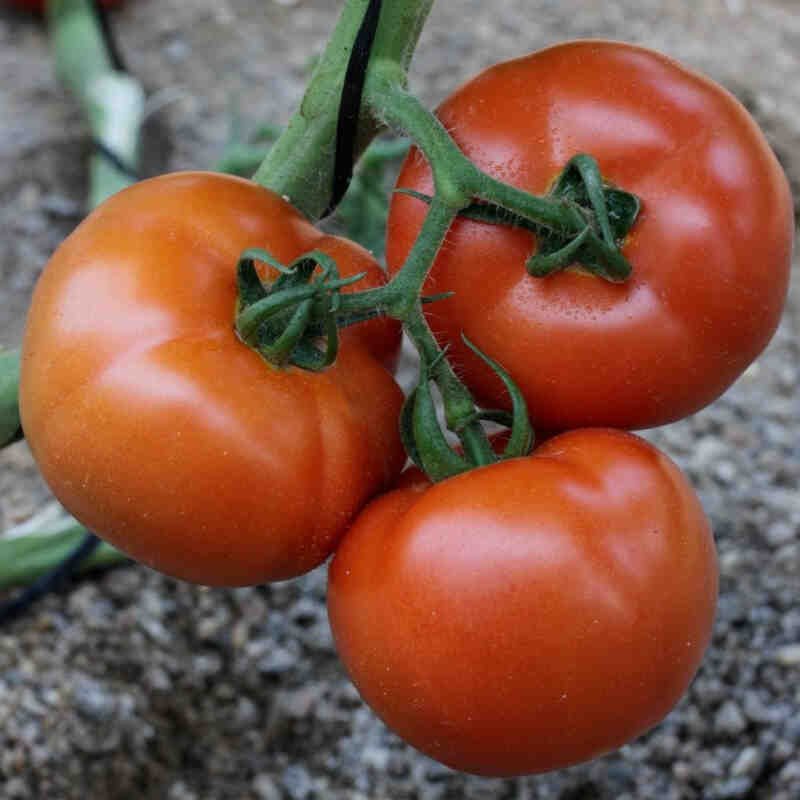 Tomatplante - Almindelig tomat 'Elin' 11,5cm pot