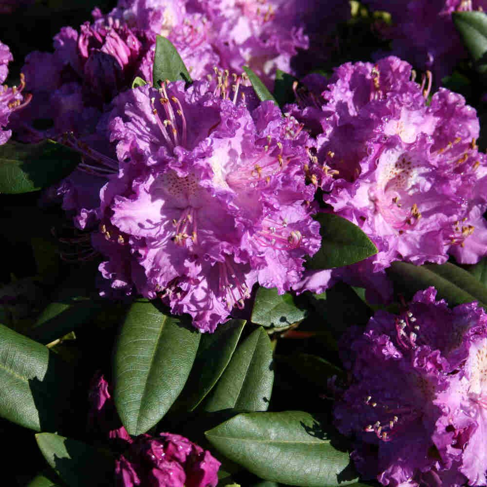Rhododendron Rasputin 30-40 - C5