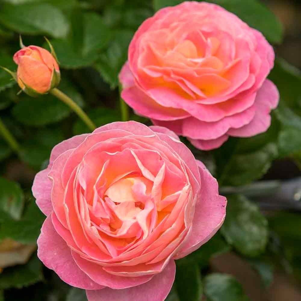 Rosa 'Dornburger Schlossrose'
