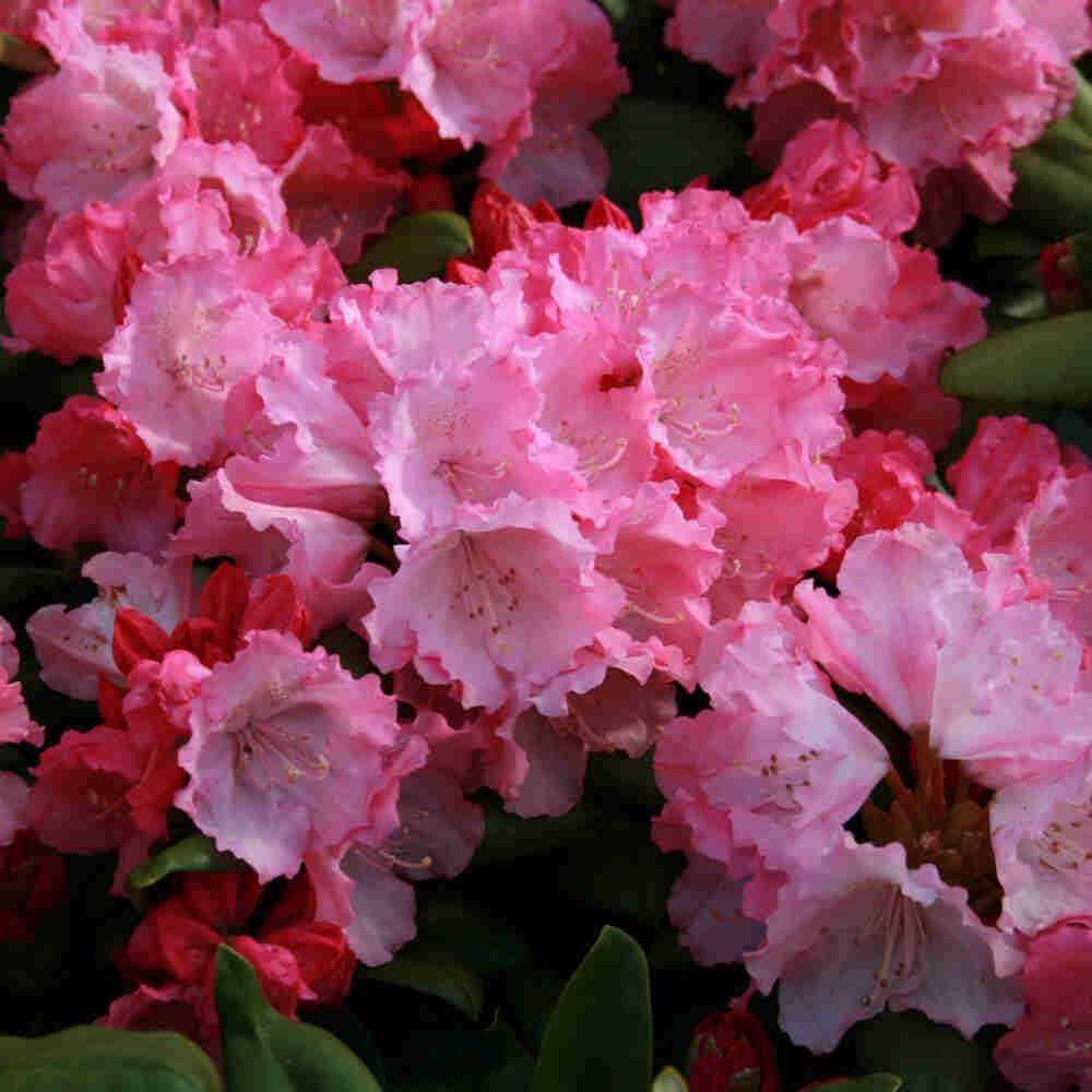 Rhododendron yakushimanum 'Polaris' 30-40 - C5