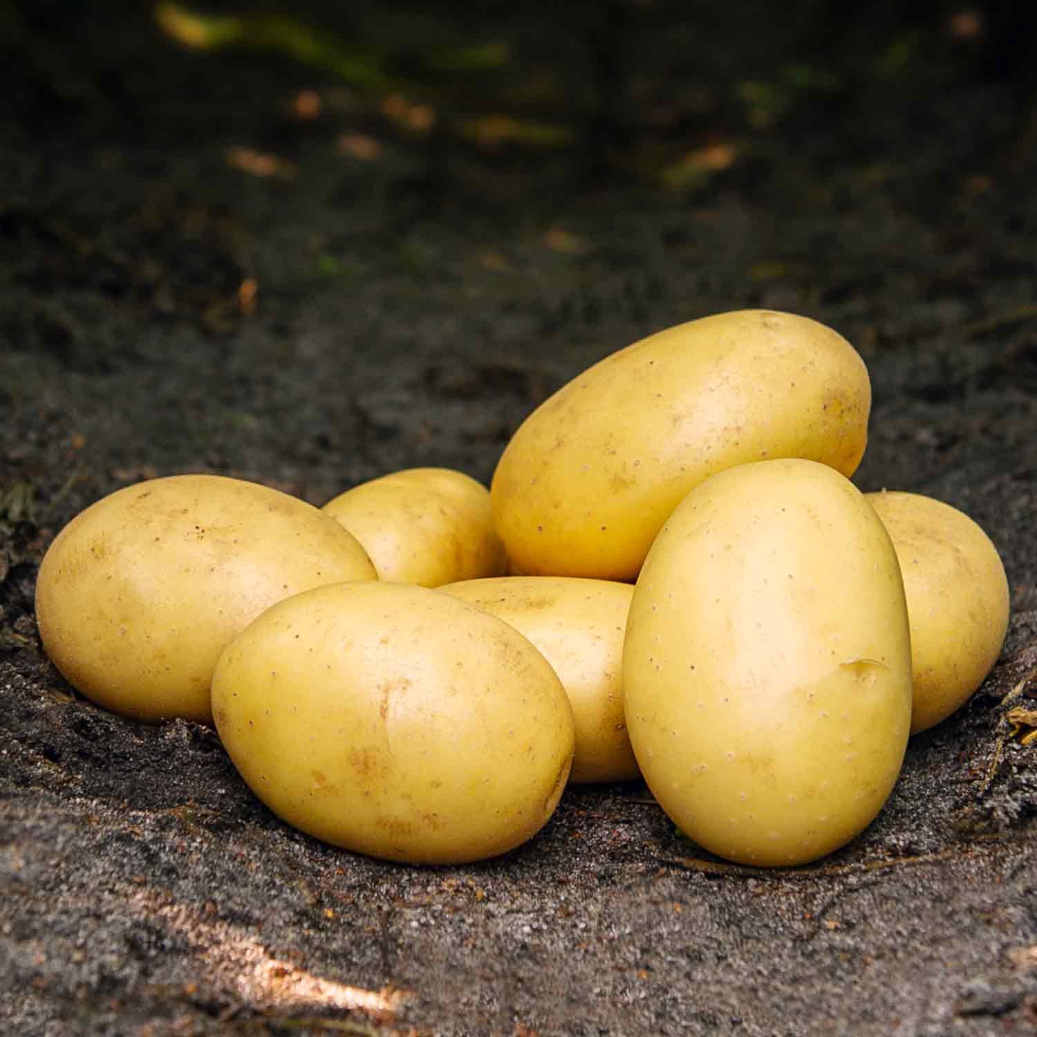 Santera læggekartofler