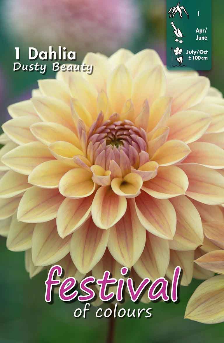 Dahlia Dusty Beauty Decorative Small-flowerd