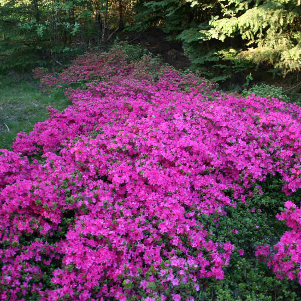 Rhododendron Japonica 'Kermesina' 20-25 - C2