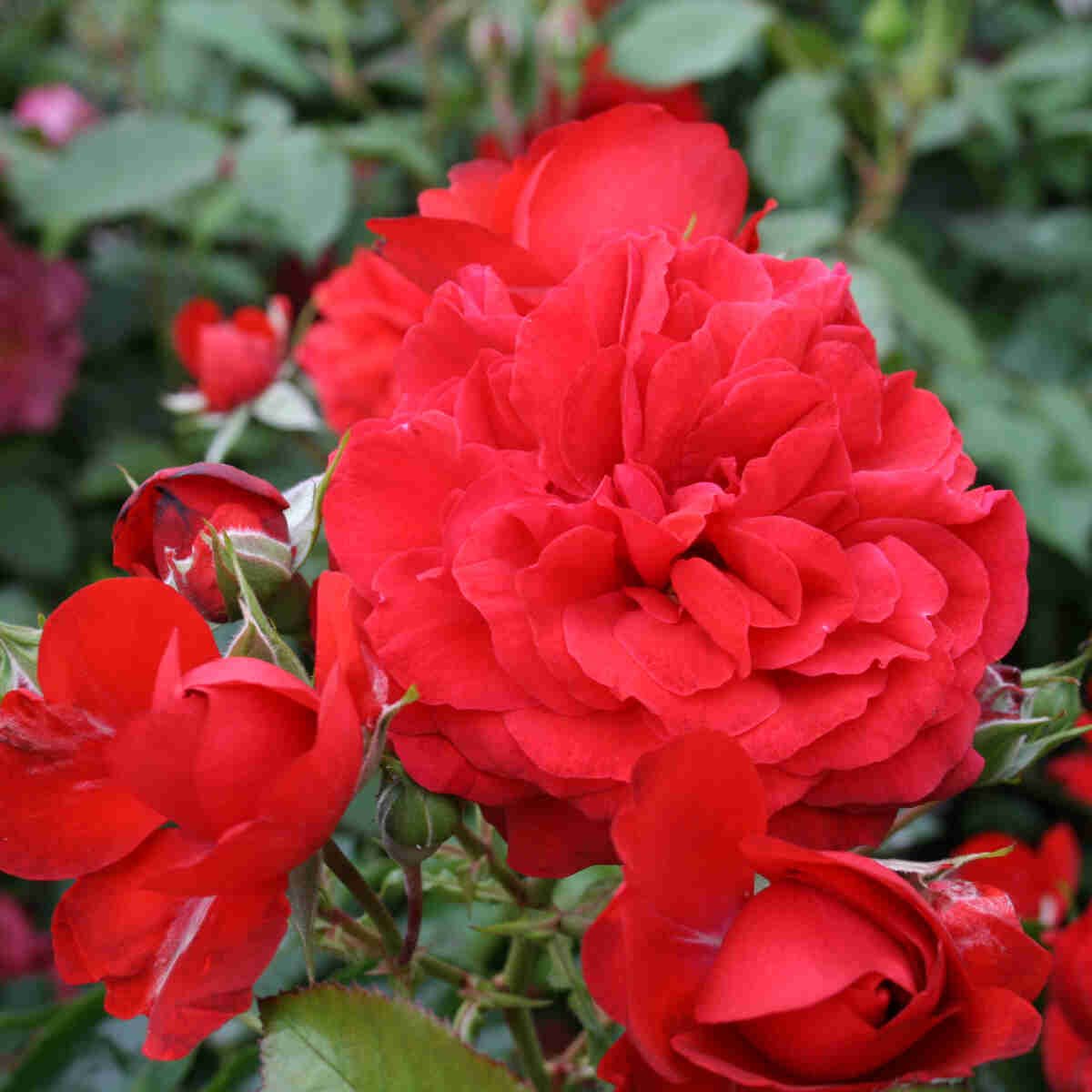 Rose 'Scarlet Bonica'