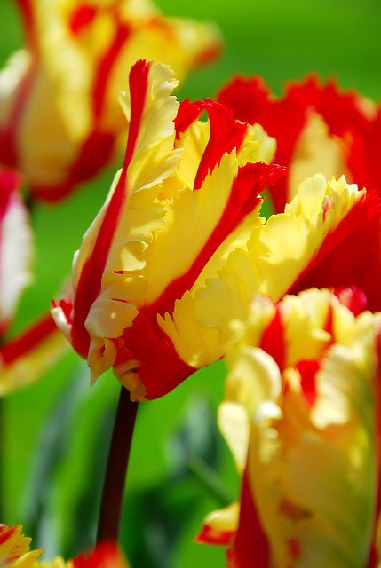Tulips Flaming Parrot 12/+