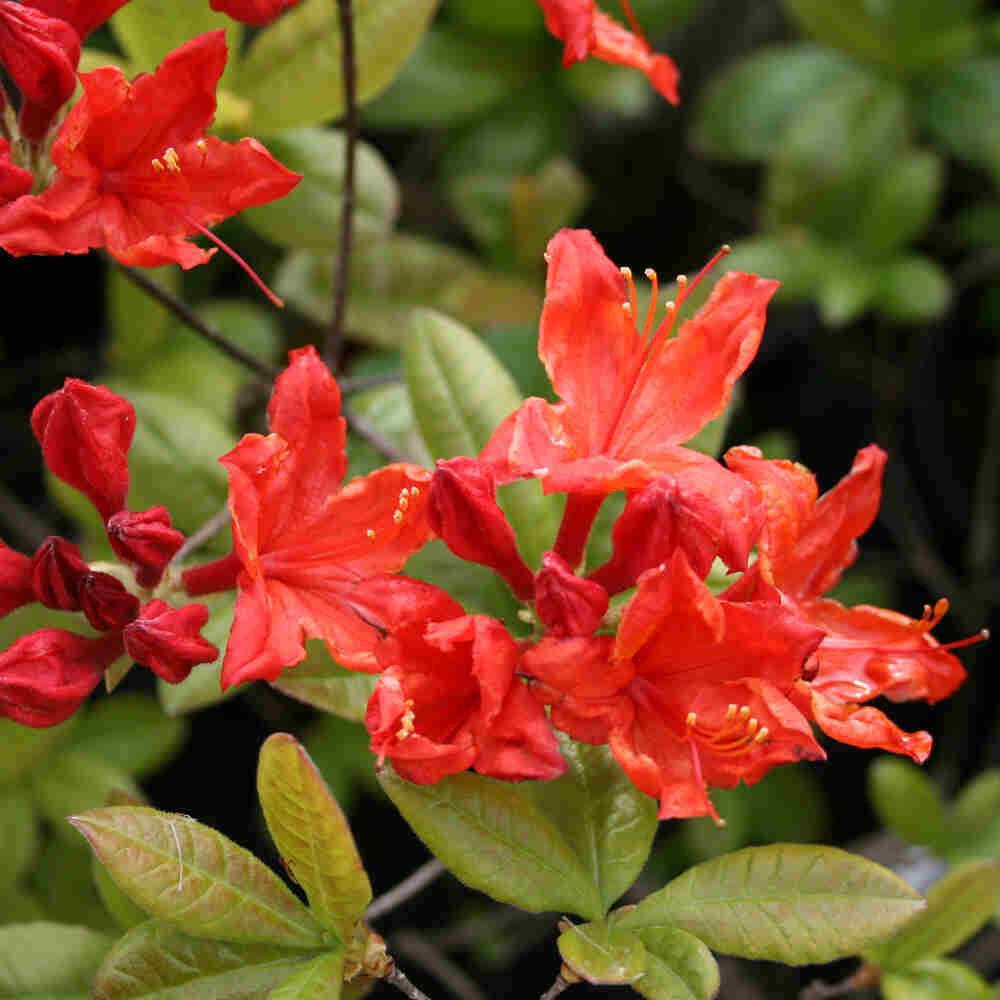 Rhododendron knaphill 'Feuerwerk'