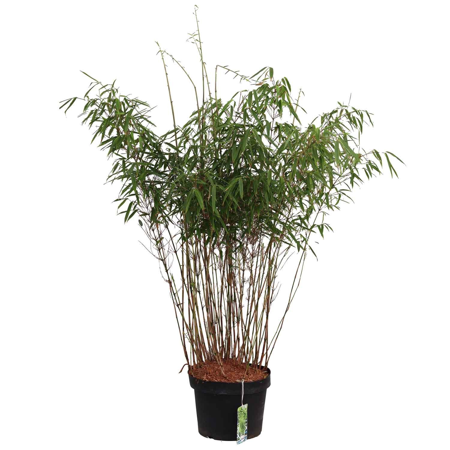 Bambus - Fargesia murielae Rufa 10L