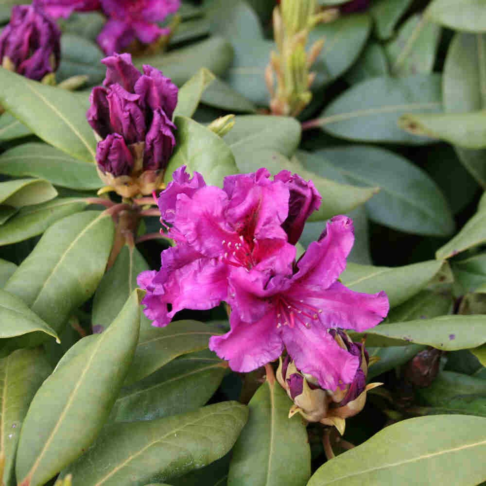 Rhododendron 'Azurro' 80 /-  C40