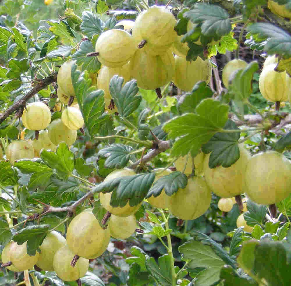Stikkelsbær - Ribes uva-crispa 'Invicta' - 11L
