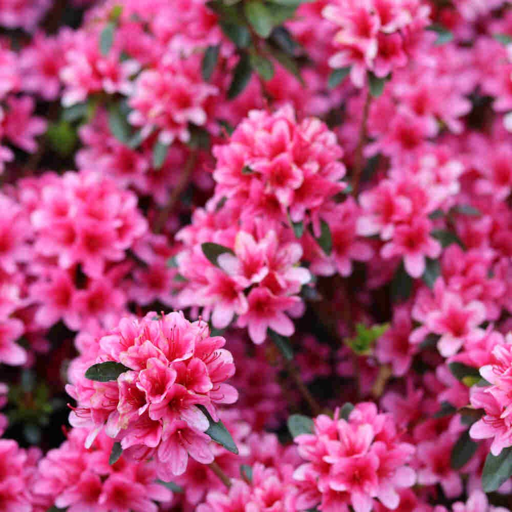 Azalea - Rhododendron japonica 'Toreador' 50/60 C20