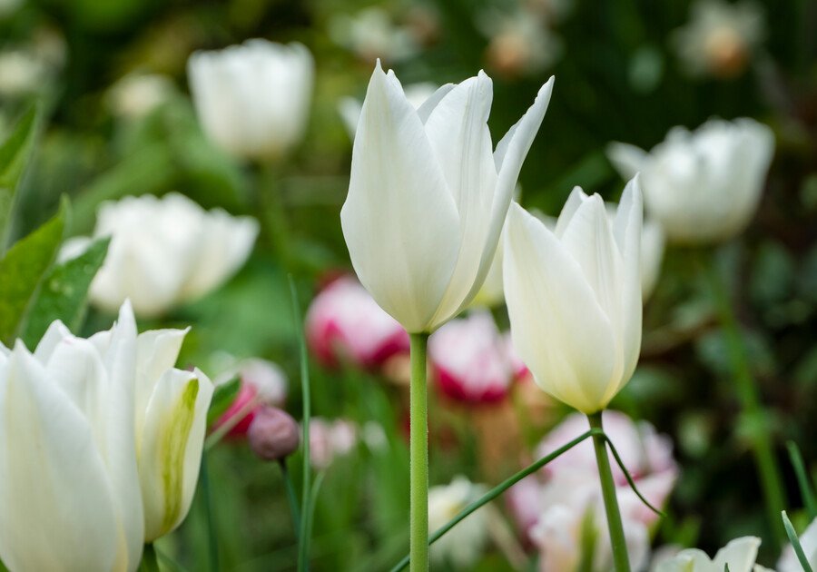 Tulips White Triumphator 12/+ (x12x7) *622253*