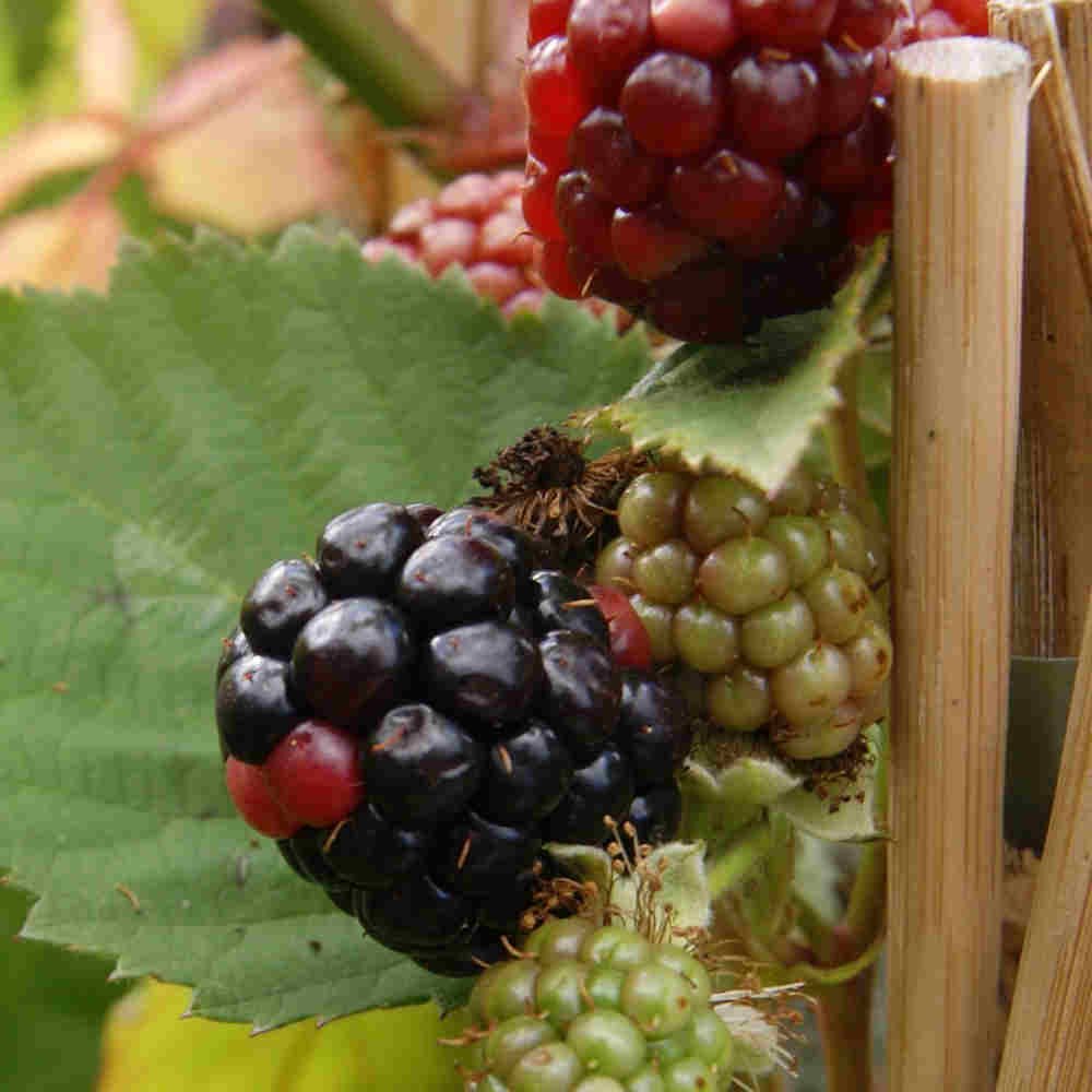 Brombær - Rubus frut. 'Black Satin' 5L