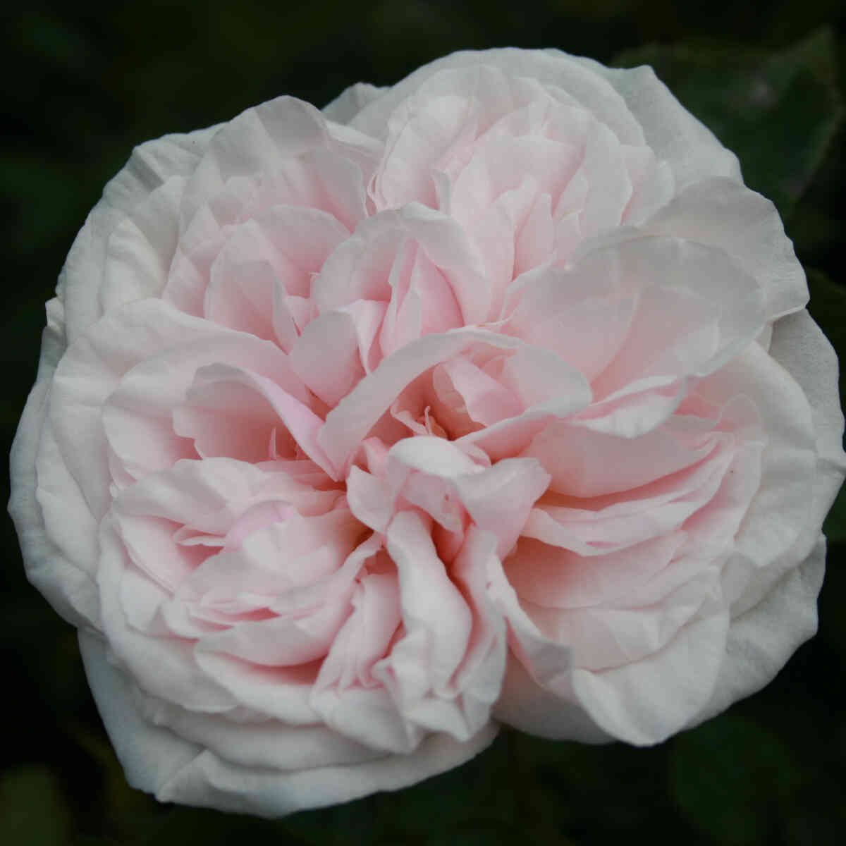 Rose 'Souvenir de la Malmaison'