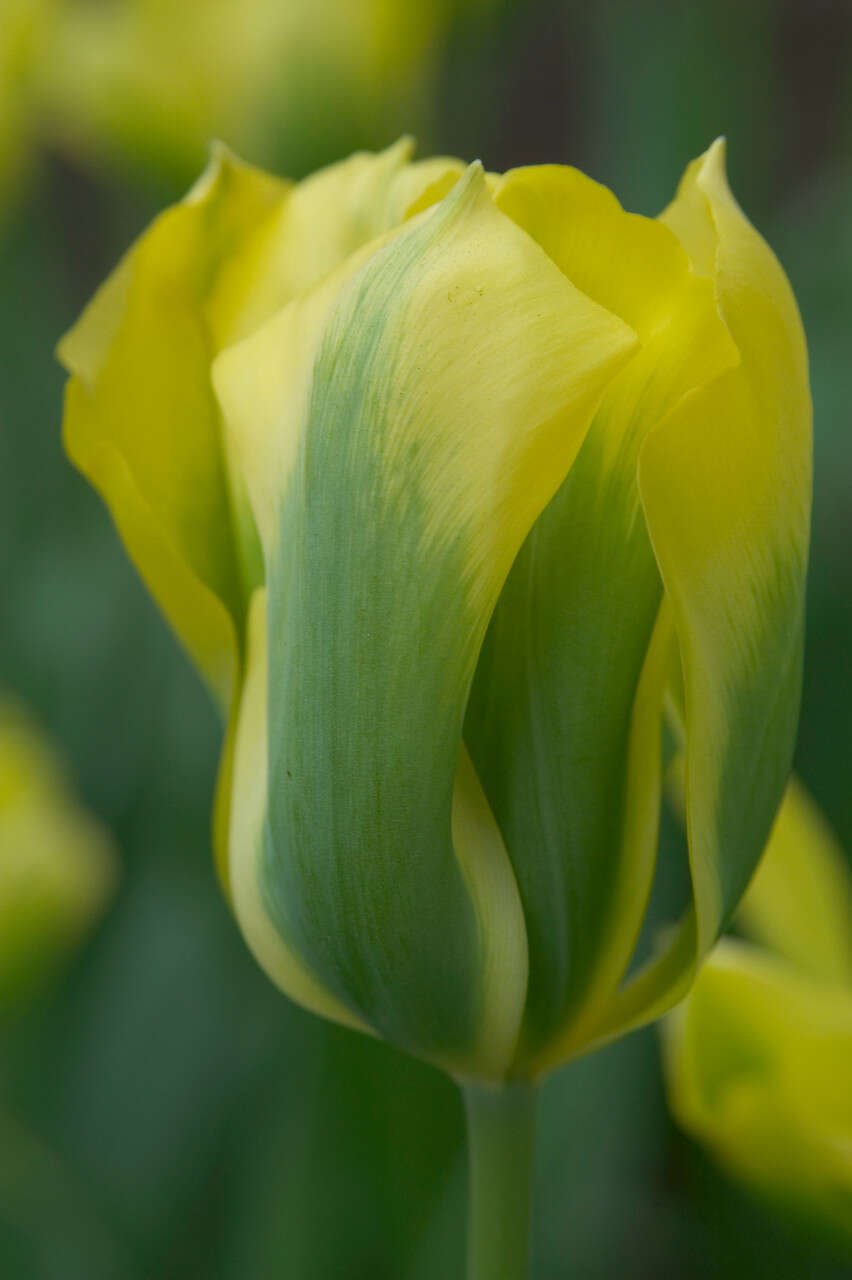 Tulipanløg - Tulipa  Viridiflora Formosa (12/+)