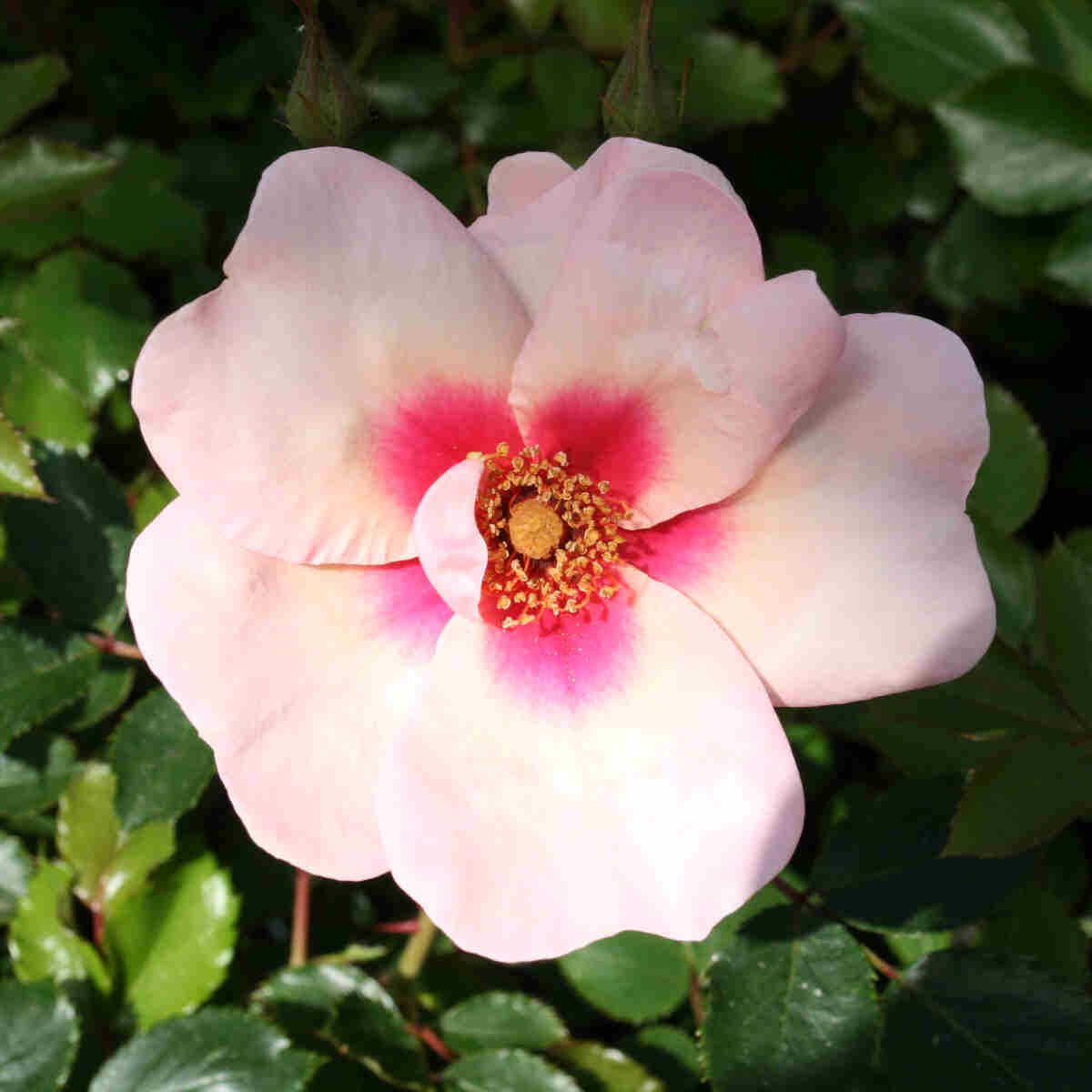 Rose 'Smiling Eyes' - Hultemia hybrid