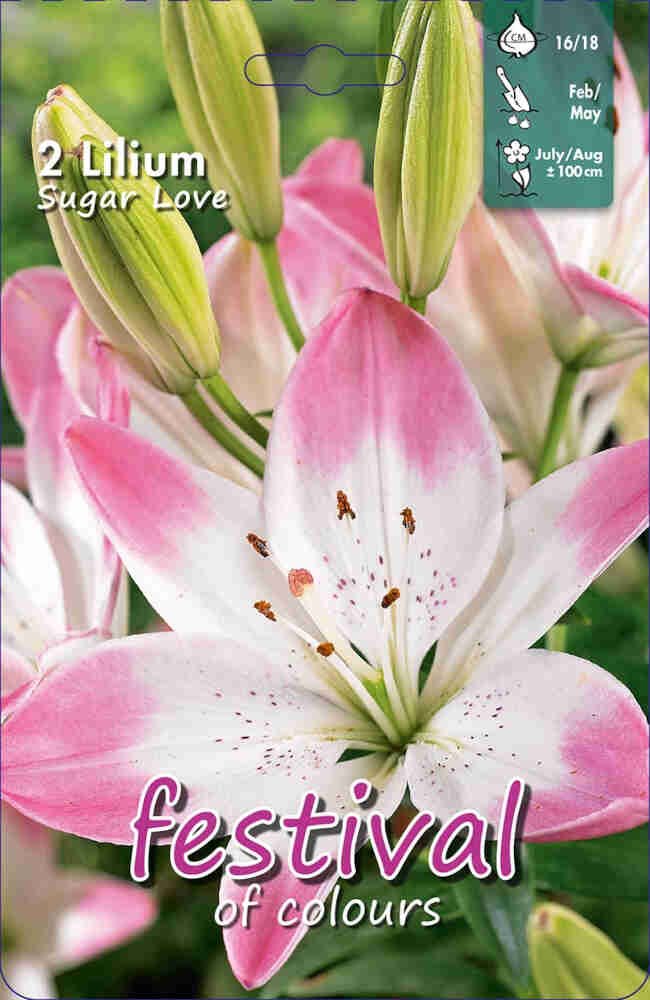 Asiatisk lilje - Lilium Sugar Love Or Group 16/18