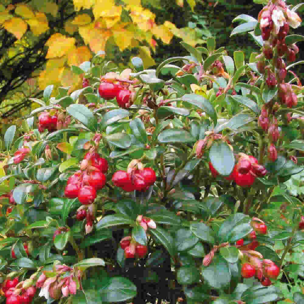 Tyttebær - Vaccinium vitis-idaea 'Red Pearl' 10cm