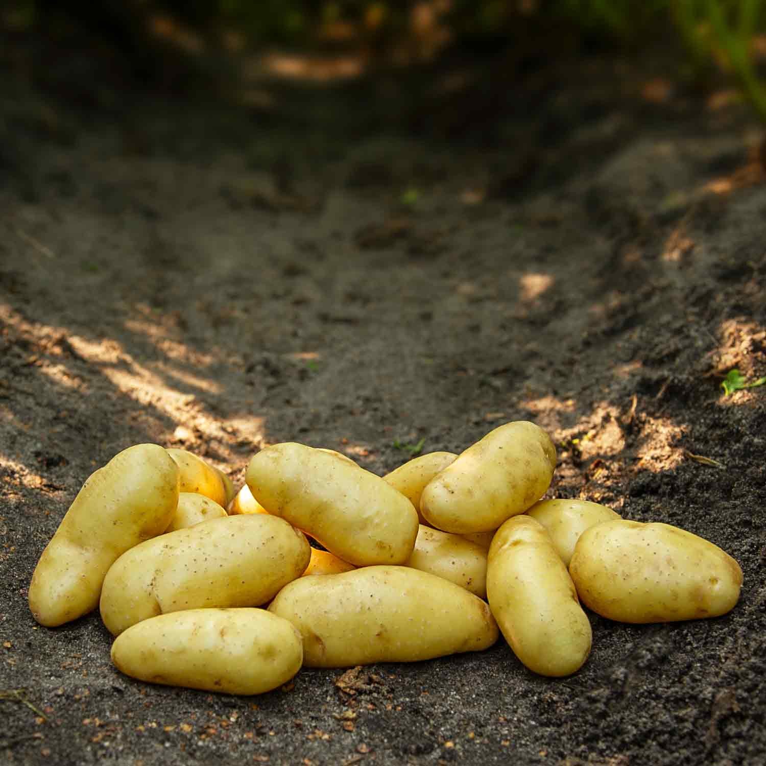 Smukke Asparges læggekartofler