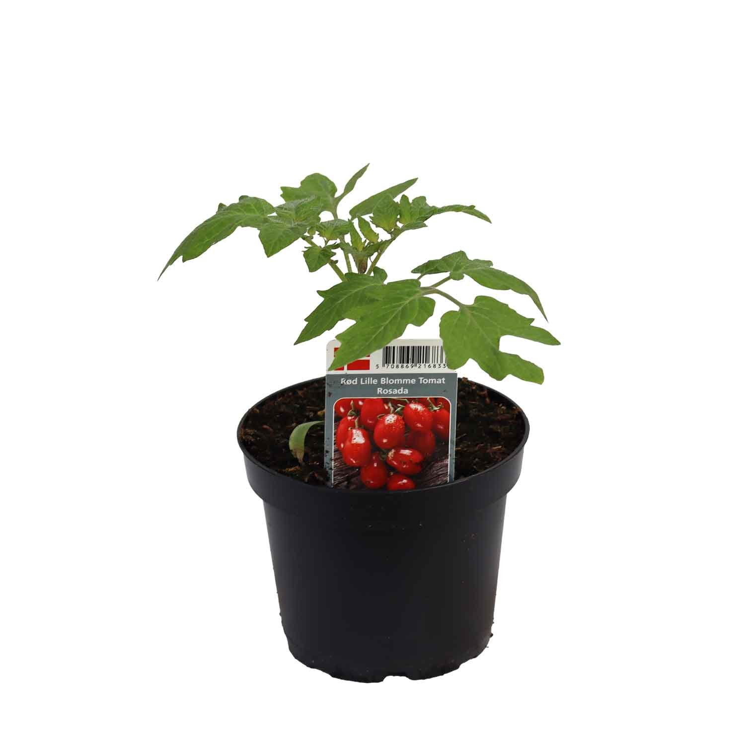 Tomat Blomme Rosada 12cm pot
