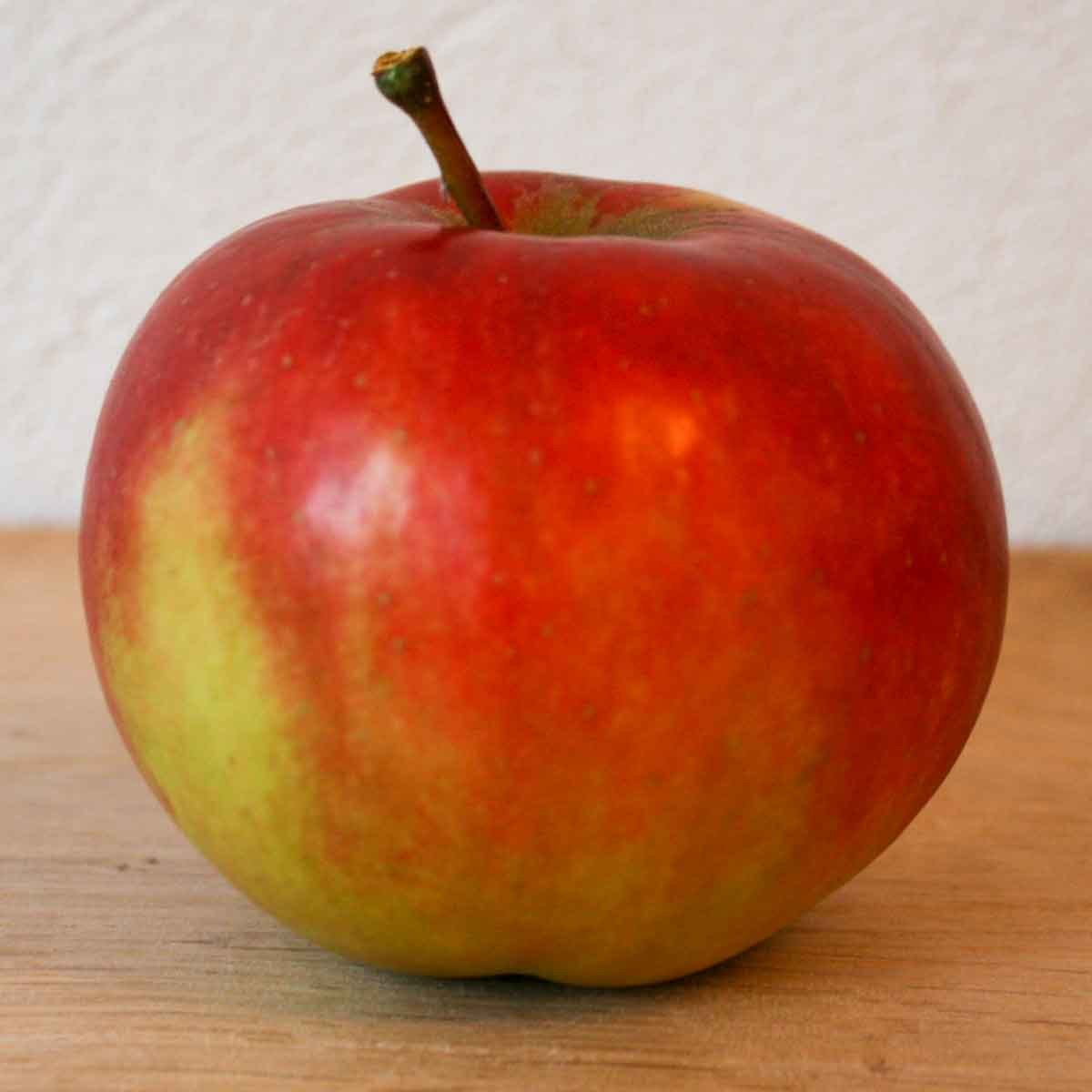 Æbletræ - Elstar M7