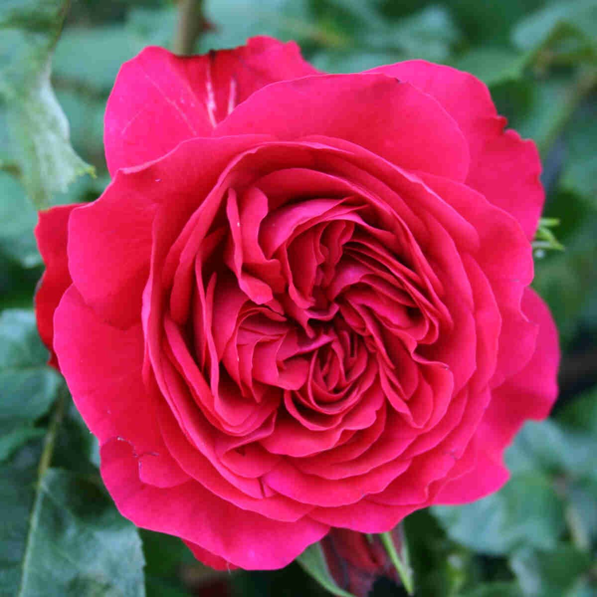 Rose 'Red Leonardo Da Vinci'