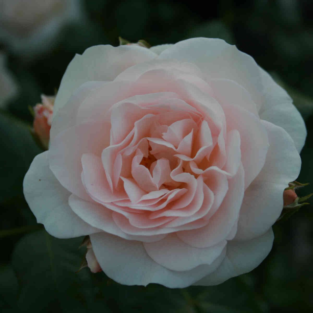 Rose 'Dronning Margrethe'