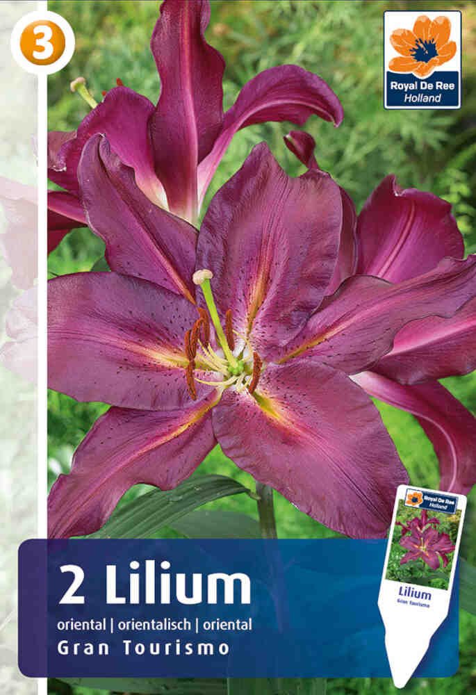 Orientalsk Lilje - Lilium Gran Tourismo - 2 stk. - 16/18