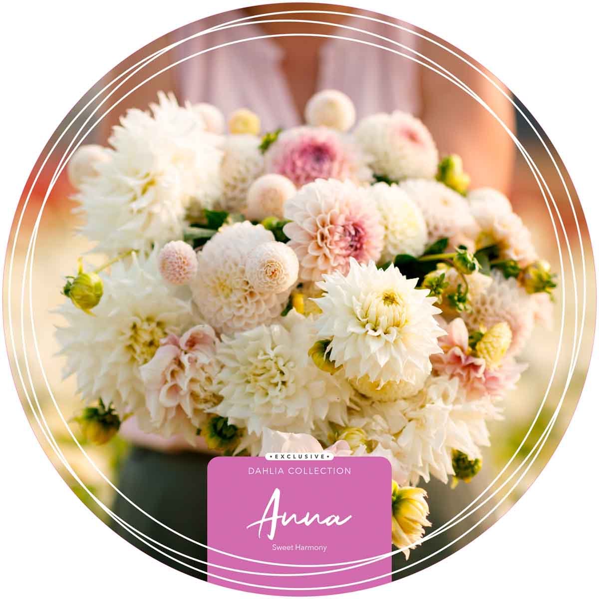 Exclusive Collection Dahlias 'Anna'- Sweet Harmony