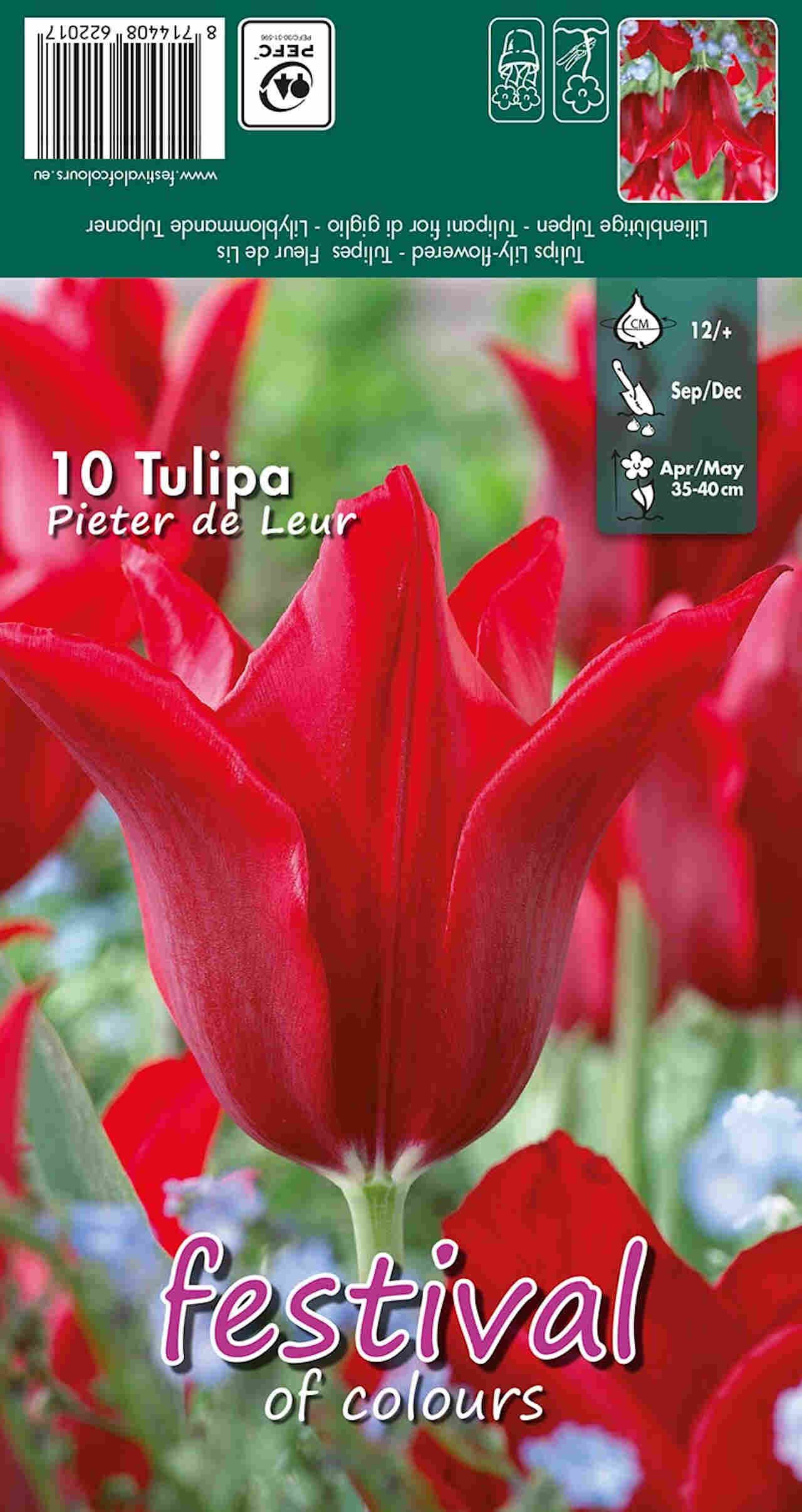 Tulips Pieter de Leur 12/+