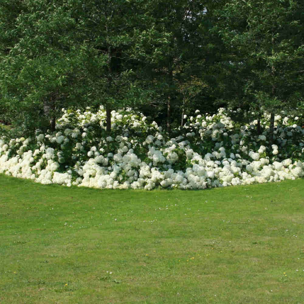 Hydrangea arborescens 'Annabelle' 50/- C10