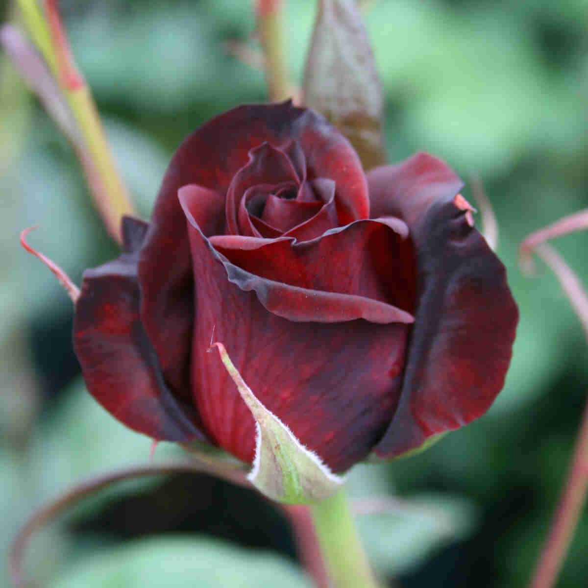 Mørkerød næsten sort knop i Black Magic rose