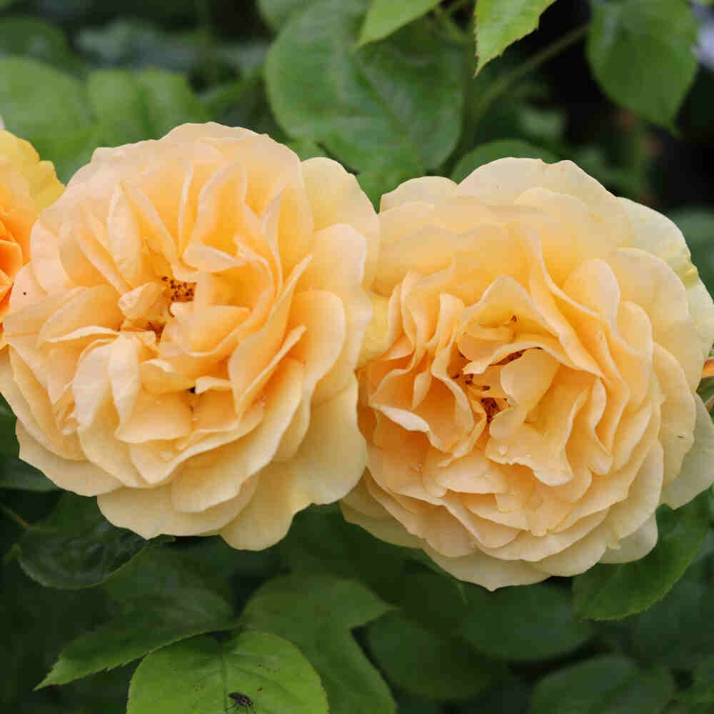 Rosa 'Absolutely Fabulous' 80cm stamme