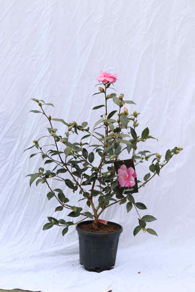 Camellia jap Donation 4,5L 70cm