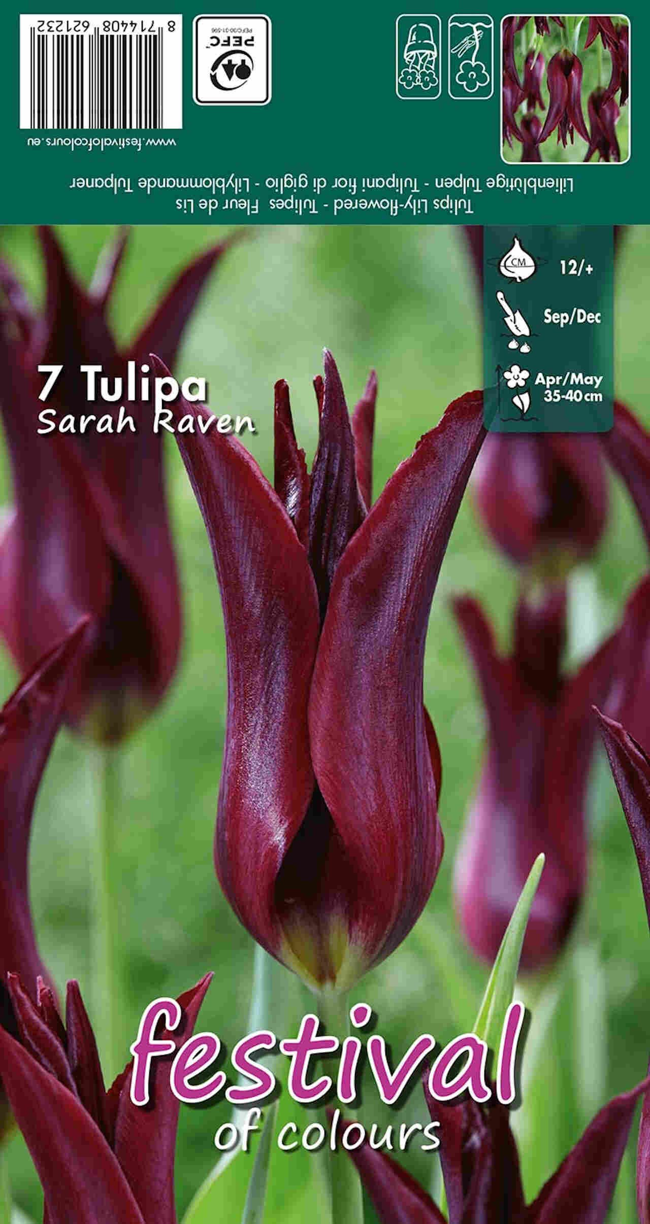 Tulipanløg - Tulipa Sarah Raven 12/+