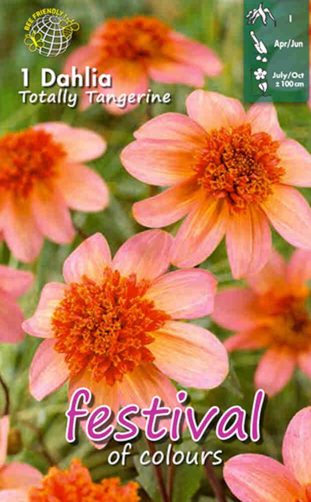 Dahlia Totally Tangerine - Anemone blomstret