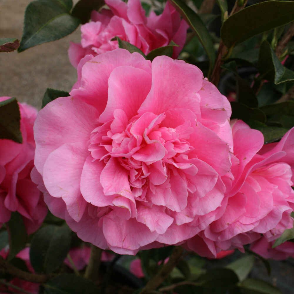 Camellia japonica 'Debbie' 10L
