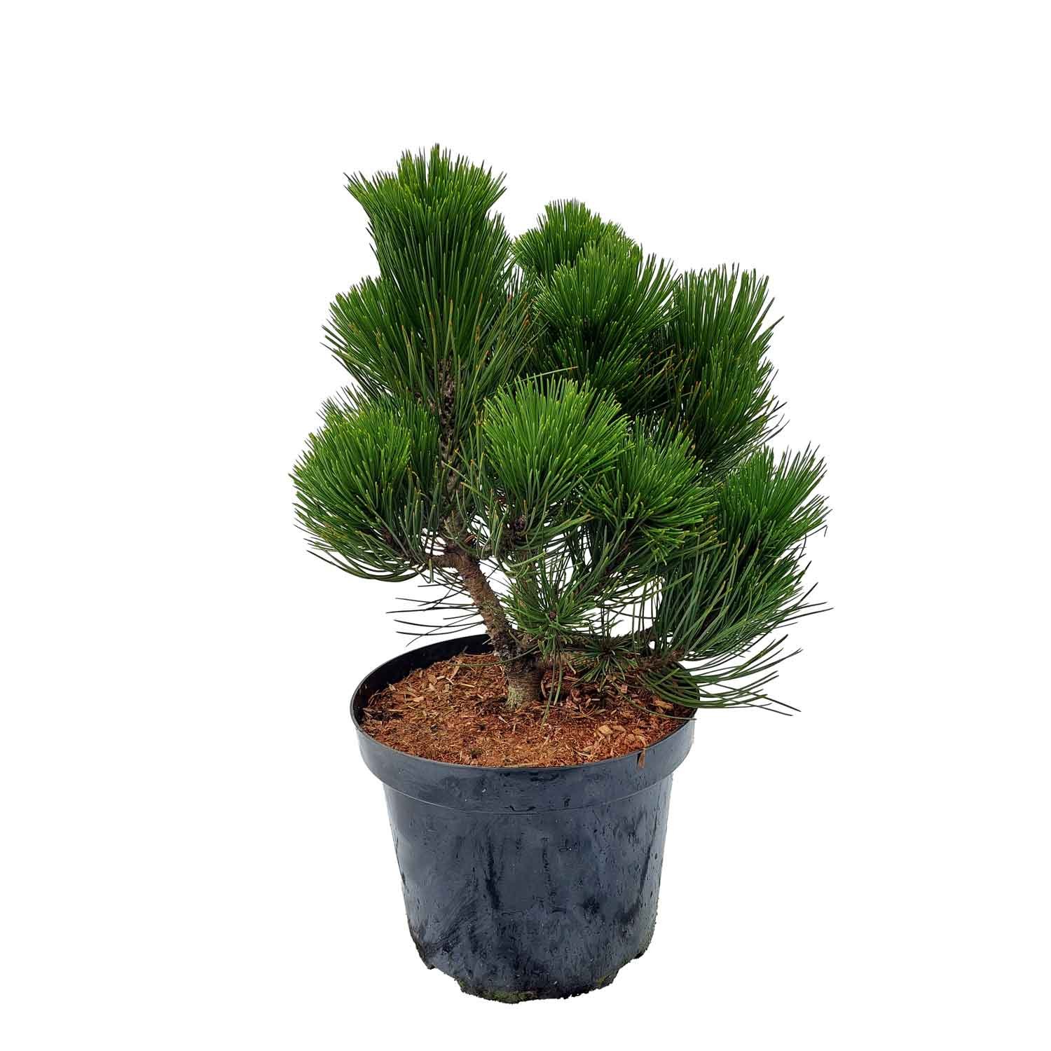 Slangehamsfyr - Pinus leucodermis Malinki C7,5