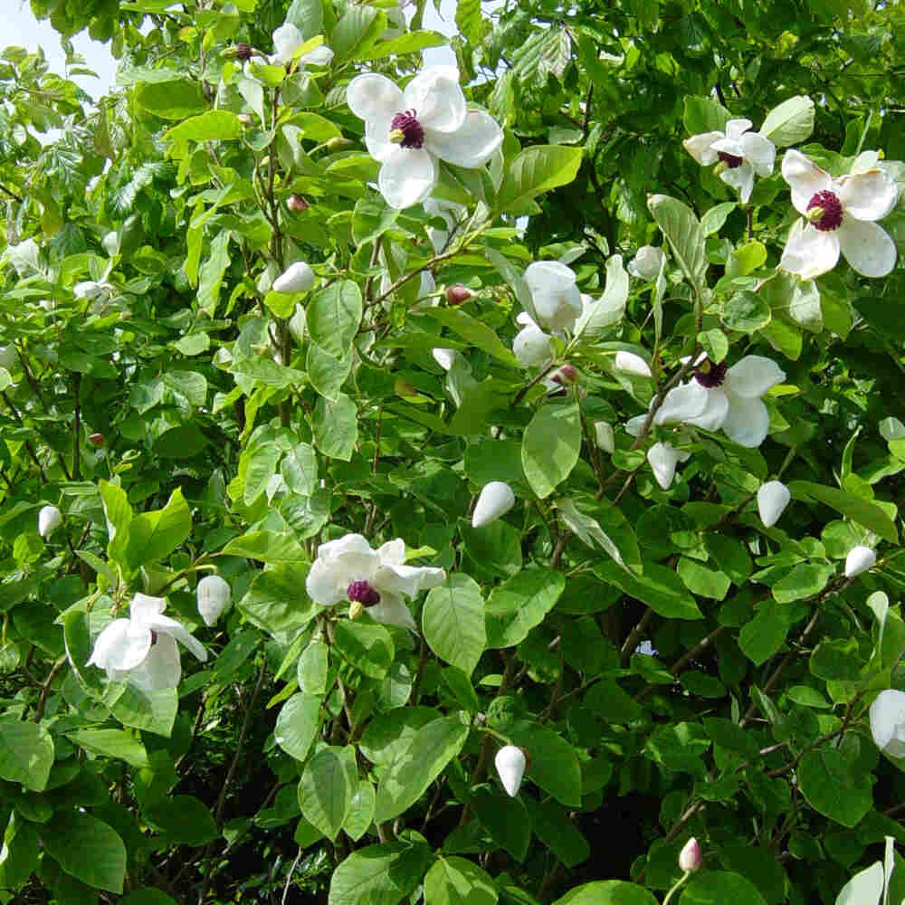 Åkandemagnolie - Magnolia sieboldii 15L