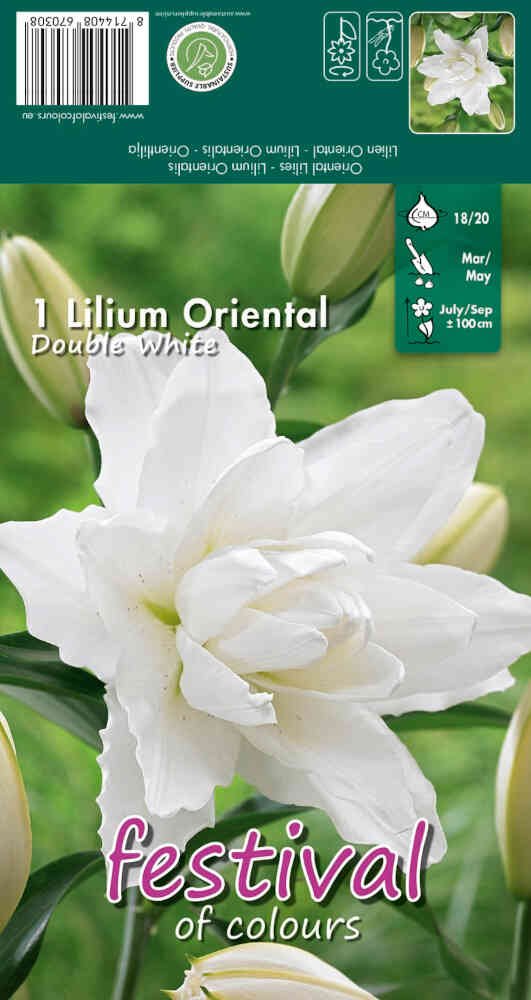 Orientalsk lilje - Lilium Double White  - 1 stk. -18/20
