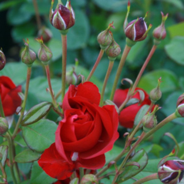 Rose Capricia med røde blomster