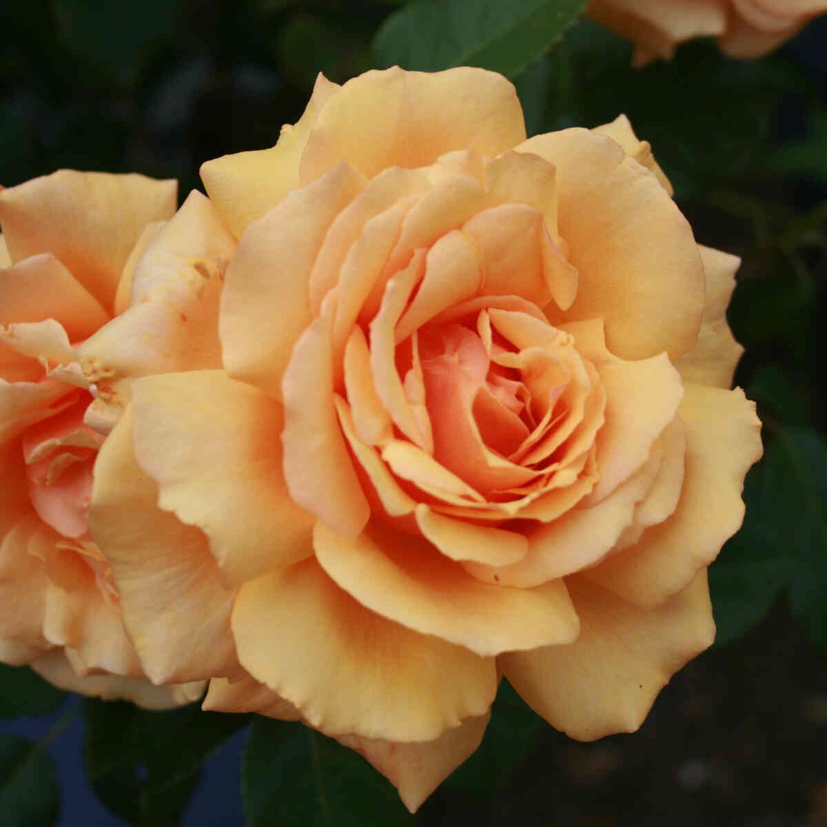 Orange blomster i rosen Carl Nielsen