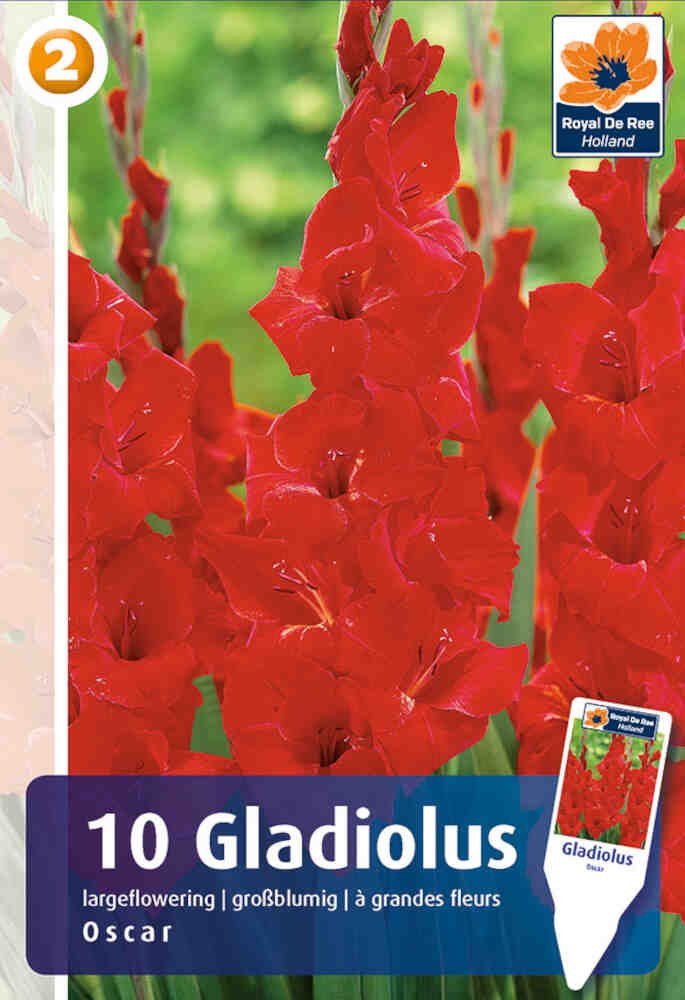Gladiolus Oscar - 10 stk - 12/14