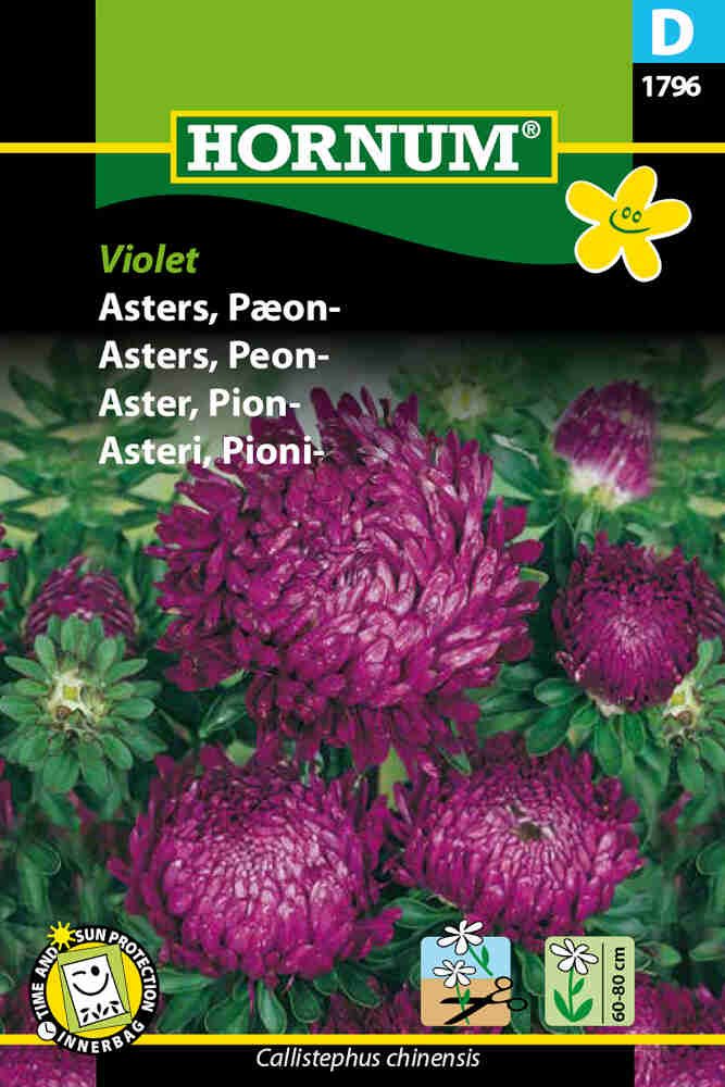 Asters frø - Pæon - Violet