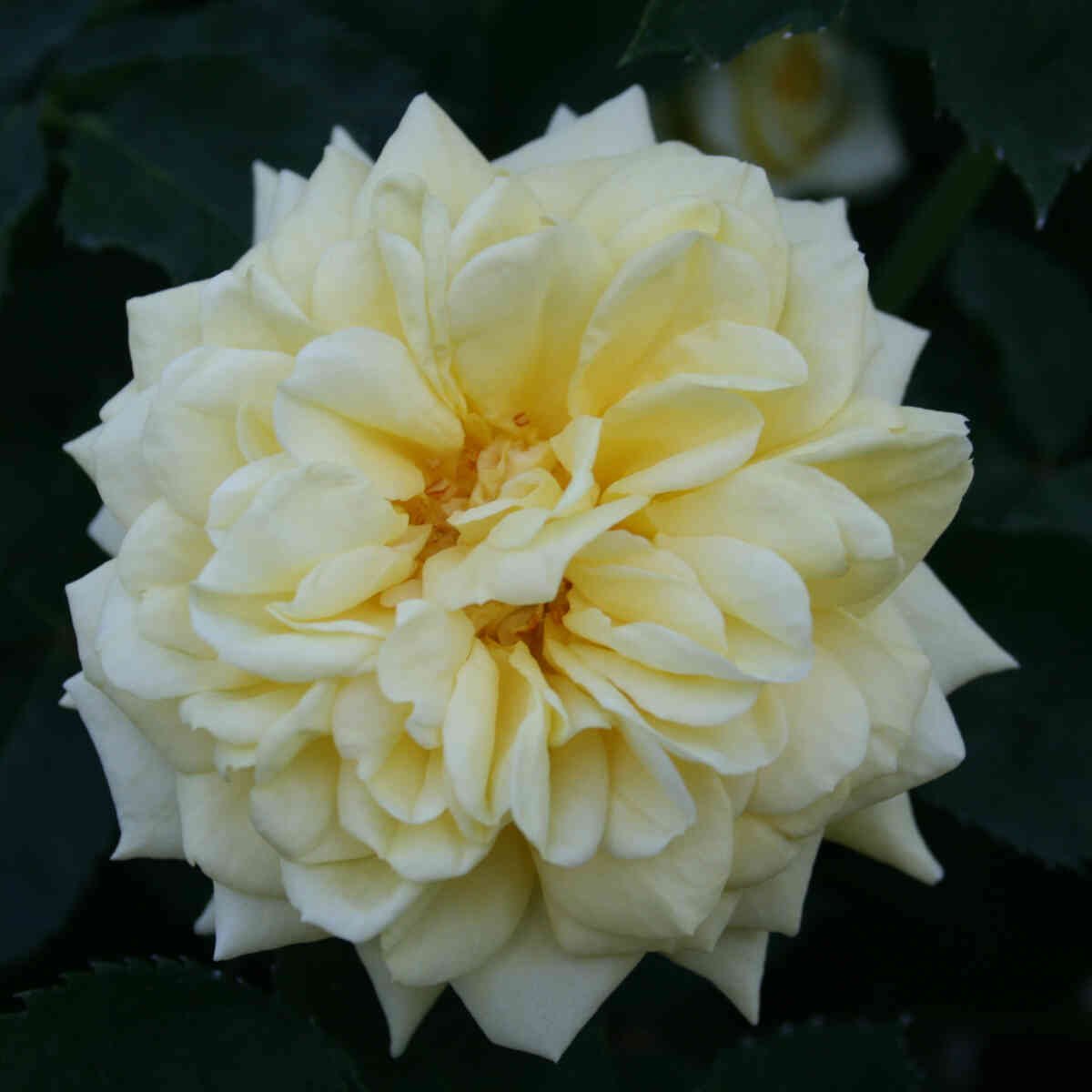 Hvid blomst med gullig midte på Bella Renaissance