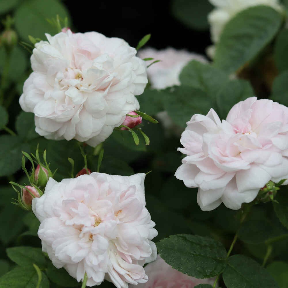Rose alba 'Pompon Blanc Parfait'